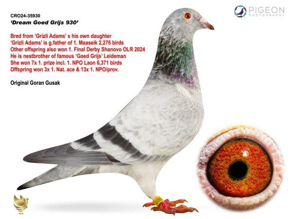 CRO-24-35930 Resmi