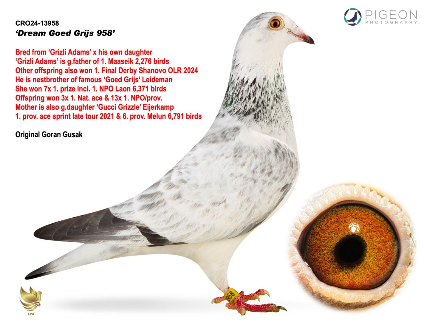 CRO-24-13958 Resmi