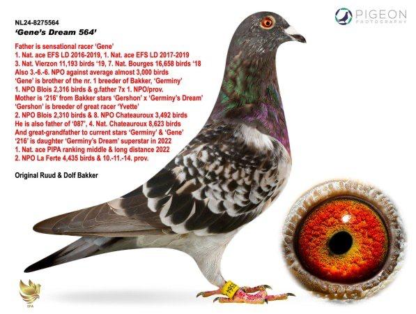 NL-24-8275564 Resmi