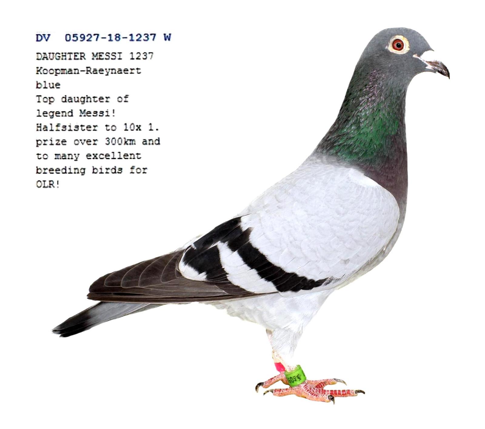 DV-05927-18-1237 Resmi