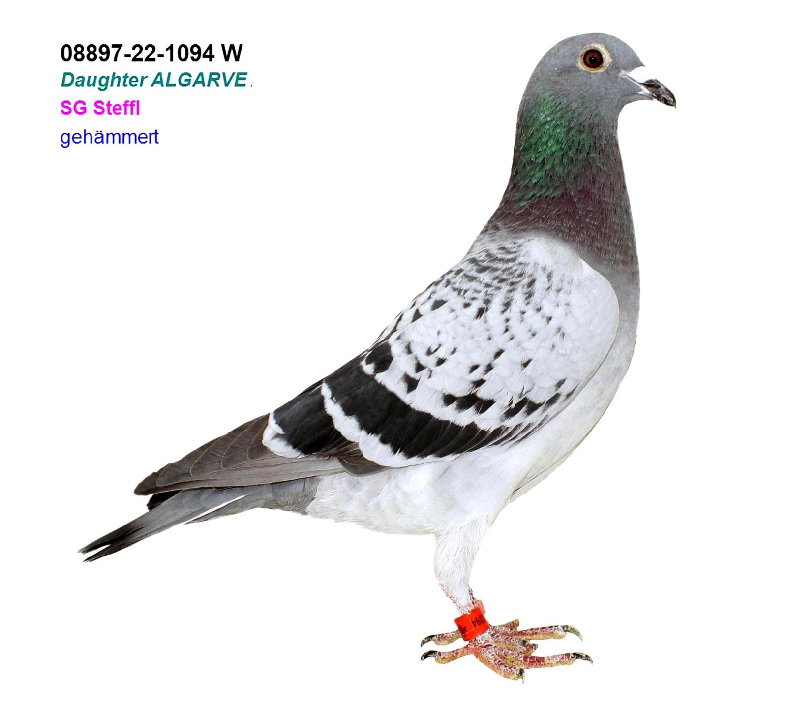 08897-22-1094 Resmi