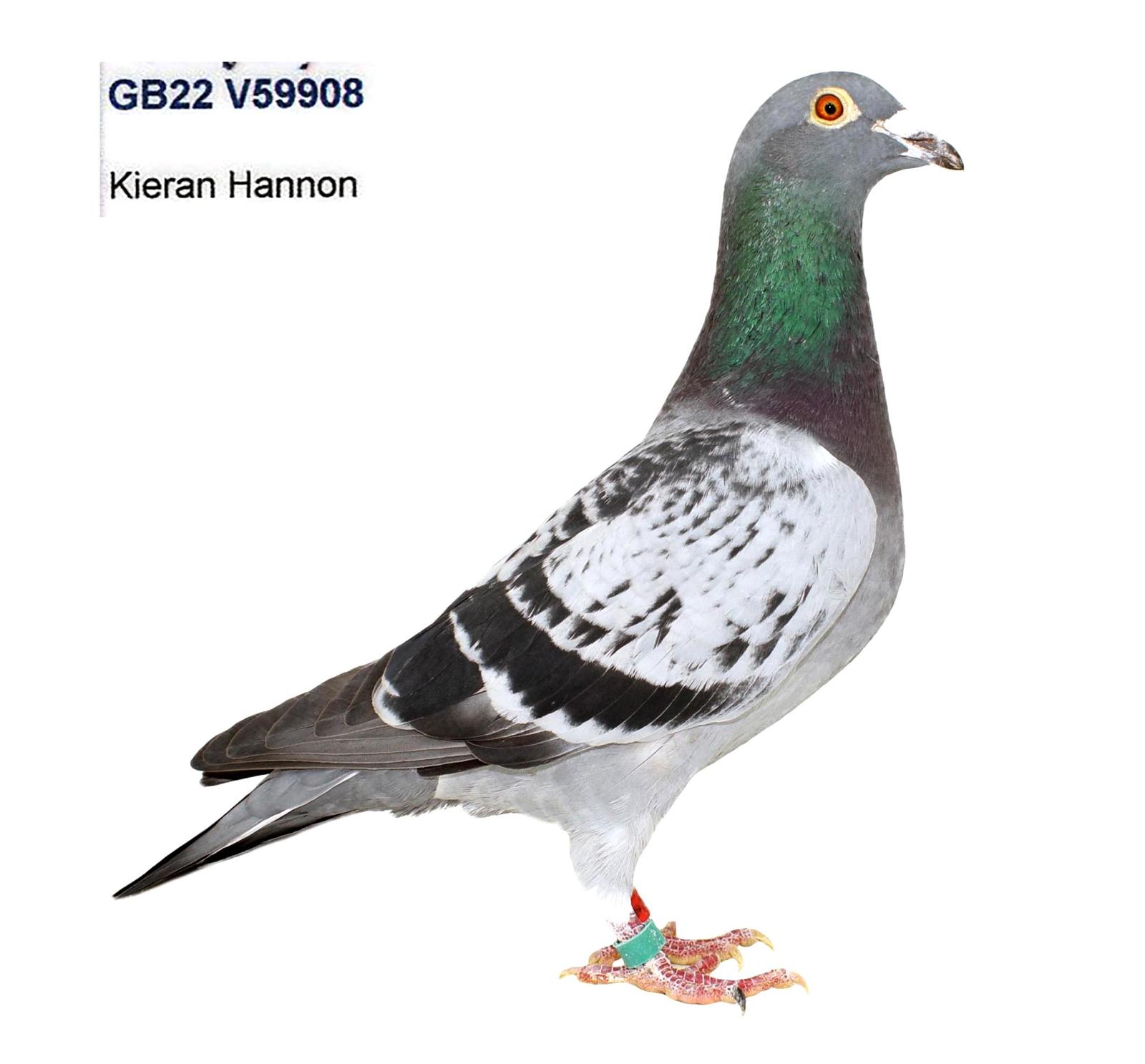 GB-22-59908 Resmi